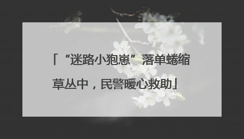 “迷路小狍崽”落单蜷缩草丛中，民警暖心救助