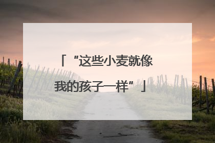 “这些小麦就像我的孩子一样”