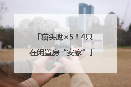 猫头鹰×5！4只在闲置房“安家”