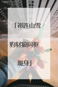 祁连山雪豹豺狼同框现身