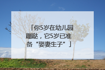 你5岁在幼儿园蹦跶，它5岁已准备“娶妻生子”