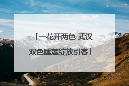 一花开两色 武汉双色睡莲绽放引客