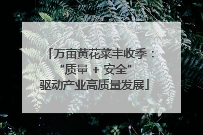万亩黄花菜丰收季：“质量 + 安全” 驱动产业高质量发展