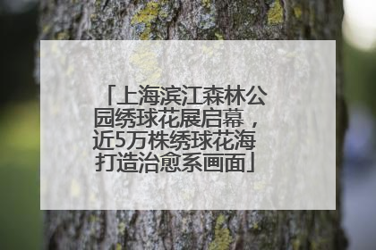 上海滨江森林公园绣球花展启幕，近5万株绣球花海打造治愈系画面