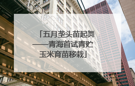 五月垄头苗起舞——青海首试青贮玉米育苗移栽