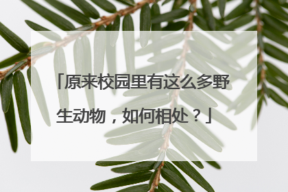 原来校园里有这么多野生动物，如何相处？