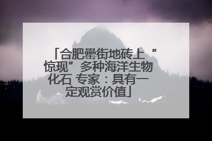 合肥罍街地砖上“惊现”多种海洋生物化石 专家：具有一定观赏价值
