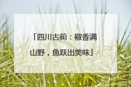 四川古蔺：椒香满山野，鱼跃出美味