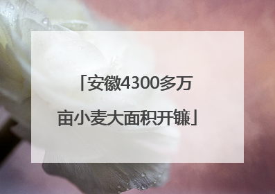 安徽4300多万亩小麦大面积开镰