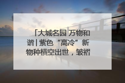 大城名园 万物和谐│紫色“高冷”新物种横空出世，皱褶叶片暗藏进化密码