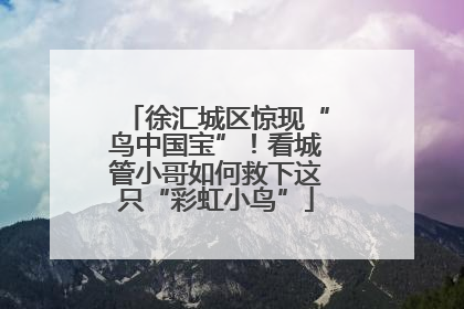 徐汇城区惊现“鸟中国宝”！看城管小哥如何救下这只“彩虹小鸟”