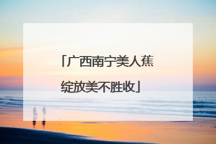 广西南宁美人蕉绽放美不胜收