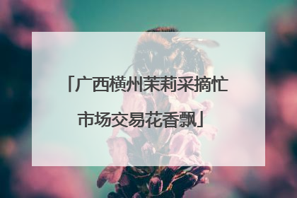 广西横州茉莉采摘忙 市场交易花香飘
