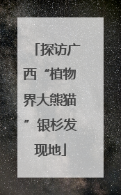 探访广西“植物界大熊猫”银杉发现地