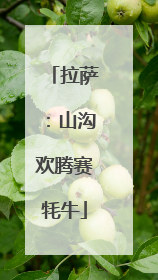 拉萨：山沟欢腾赛牦牛
