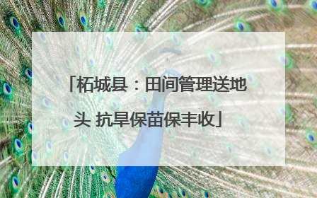 柘城县：田间管理送地头 抗旱保苗保丰收