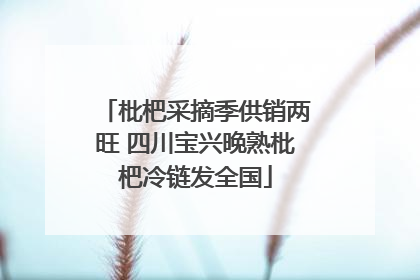 枇杷采摘季供销两旺 四川宝兴晚熟枇杷冷链发全国