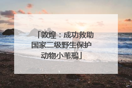 敦煌：成功救助国家二级野生保护动物小苇鳽
