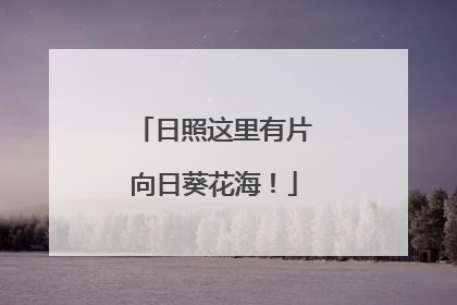 日照这里有片向日葵花海！