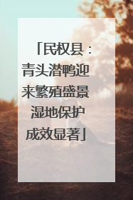 民权县：青头潜鸭迎来繁殖盛景 湿地保护成效显著