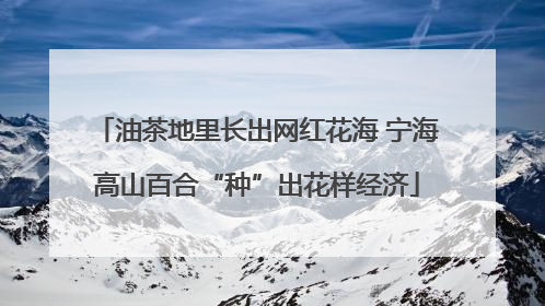 油茶地里长出网红花海 宁海高山百合“种”出花样经济
