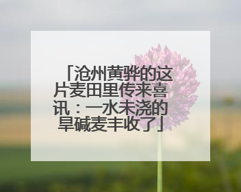 沧州黄骅的这片麦田里传来喜讯：一水未浇的旱碱麦丰收了