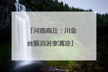 河南商丘：川金丝猴消暑享清凉