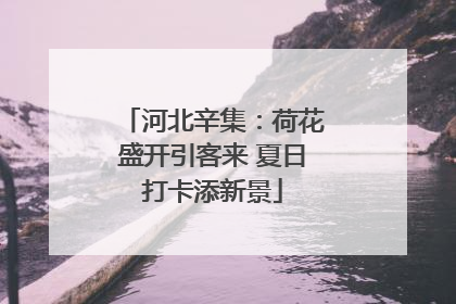 河北辛集：荷花盛开引客来 夏日打卡添新景