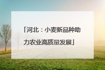 河北：小麦新品种助力农业高质量发展