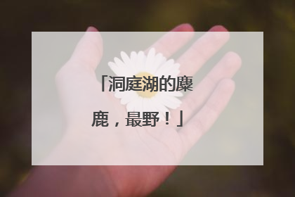 洞庭湖的麋鹿，最野！