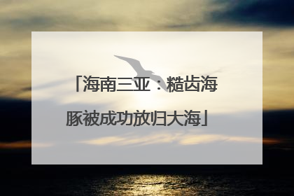 海南三亚：糙齿海豚被成功放归大海