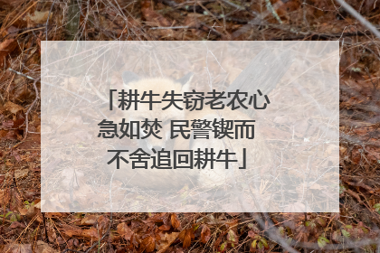 耕牛失窃老农心急如焚 民警锲而不舍追回耕牛