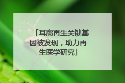 耳廓再生关键基因被发现，助力再生医学研究