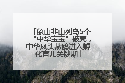 象山韭山列岛5个“中华宝宝”破壳，中华凤头燕鸥进入孵化育儿关键期