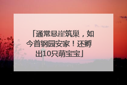 通常悬崖筑巢，如今首钢园安家！还孵出10只萌宝宝