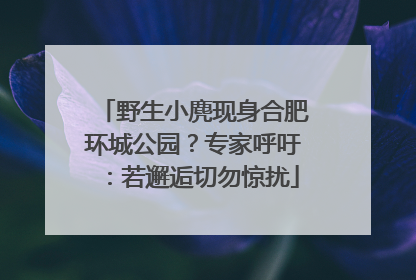 野生小麂现身合肥环城公园？专家呼吁：若邂逅切勿惊扰