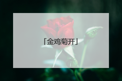 金鸡菊开