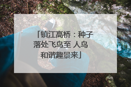 镇江高桥：种子落处飞鸟至 人鸟和谐趣景来