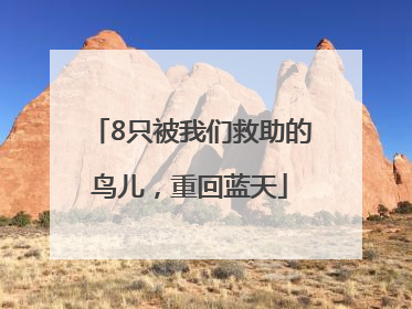 8只被我们救助的鸟儿，重回蓝天